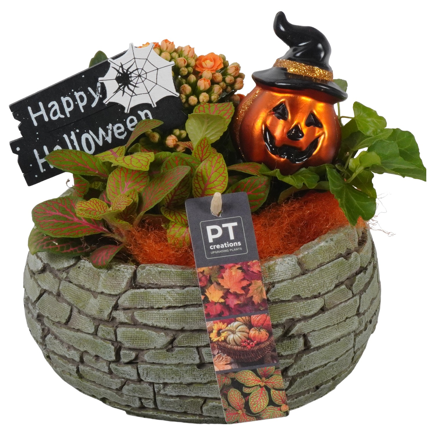 Picture of PTHL1917 Arrangement Halloween in concrete pot P18 21CM