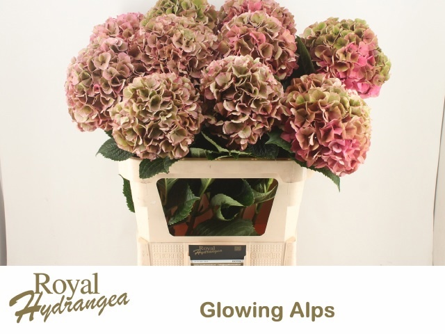 Hydrangea Glowing Alps Classic 80cm 24Ø