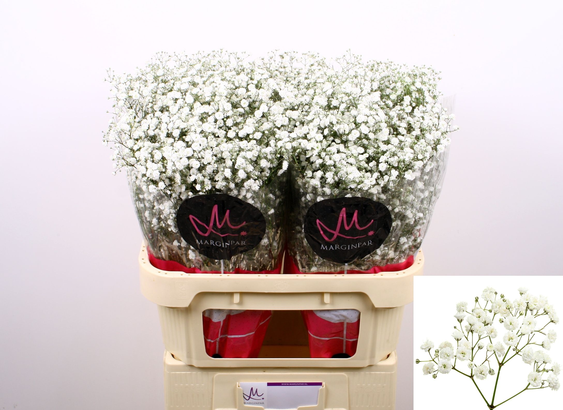 Gypsophila Xlence White 80cm 35gram