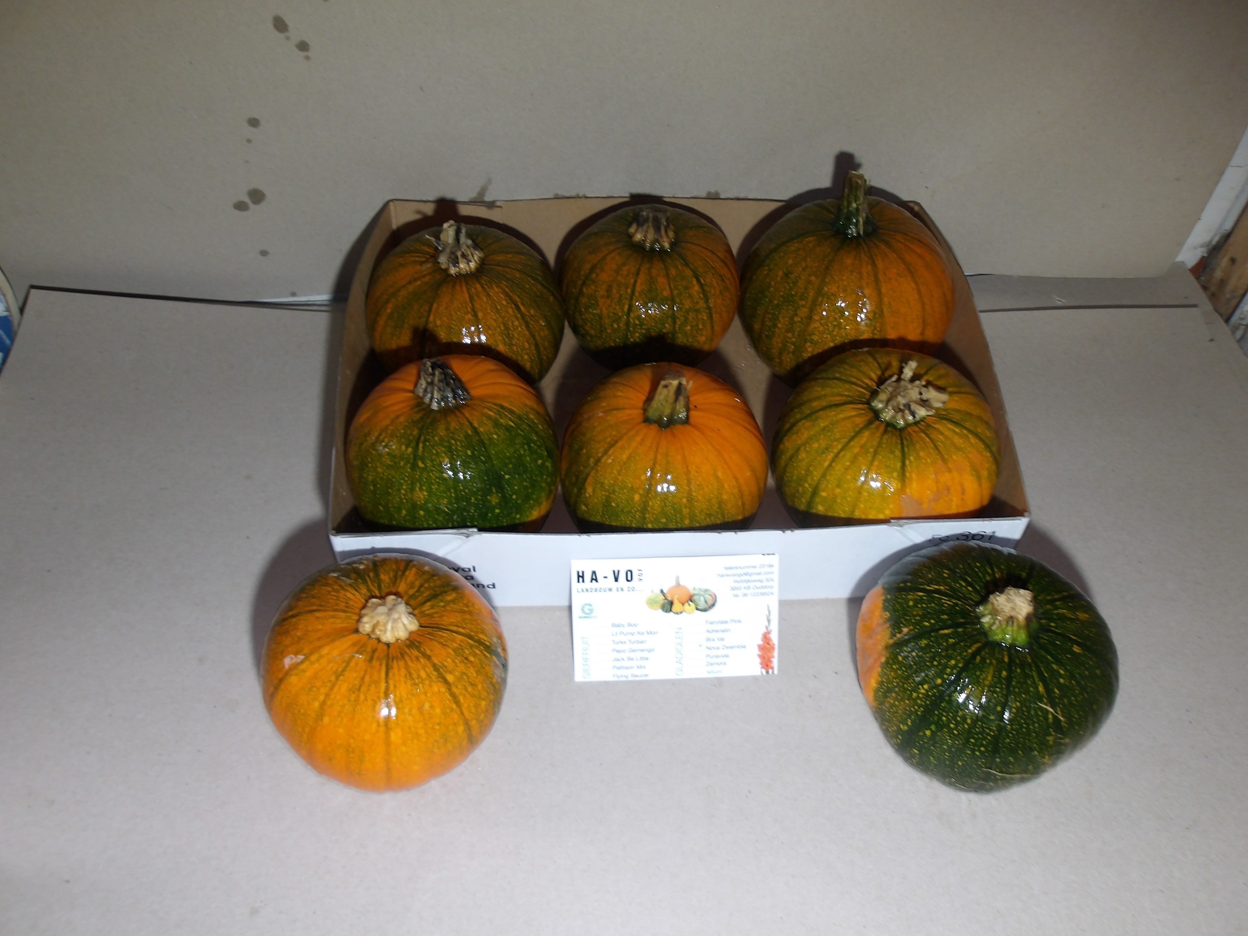 Cuc Halloween