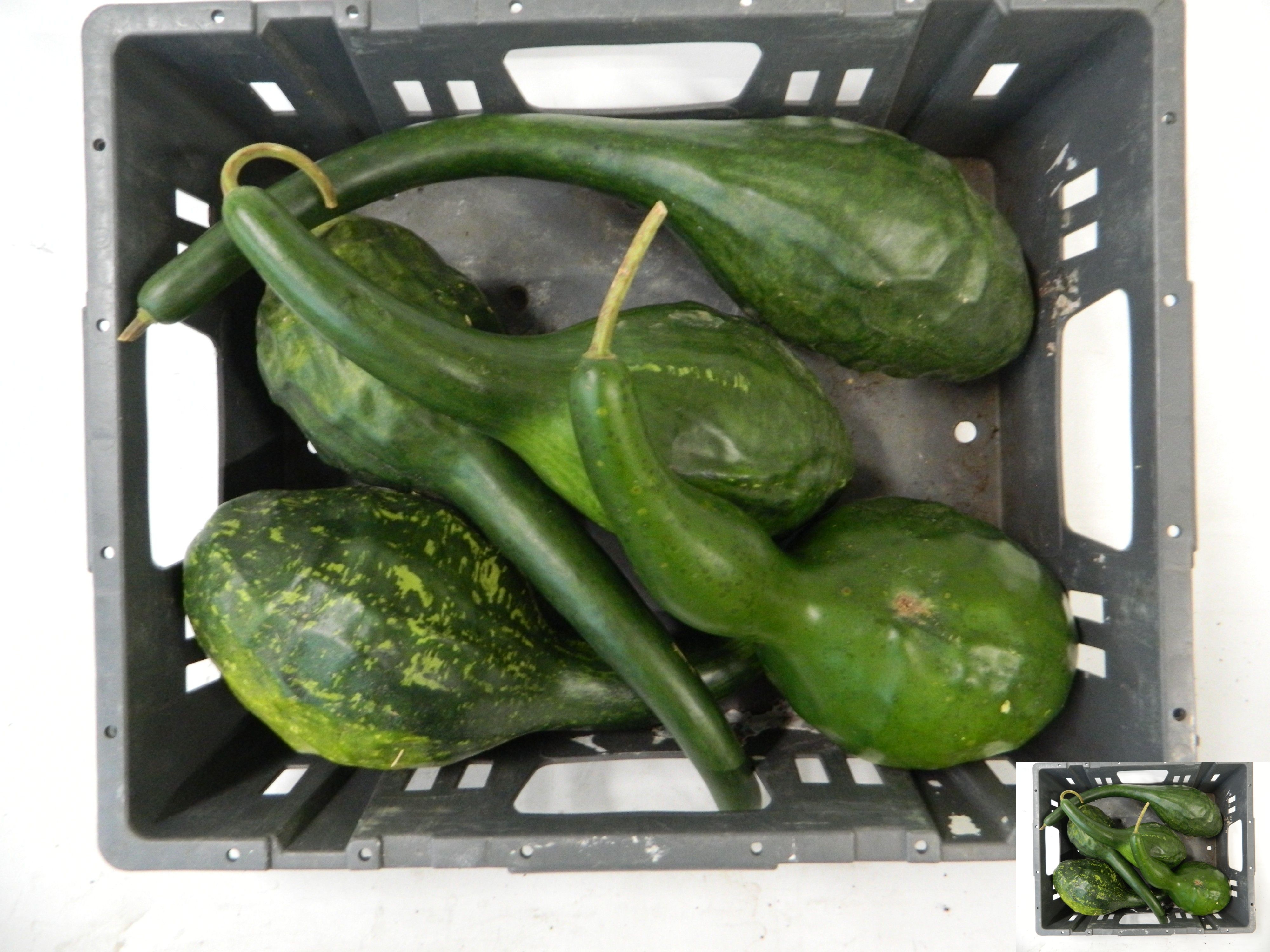 Cucurbita Orange (PUMPKIN)