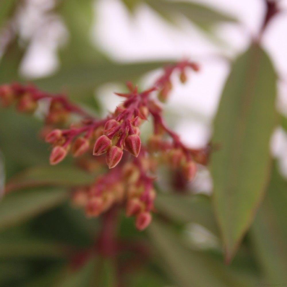 Picture of Pieris floribunda 'Brouwer's Beauty'