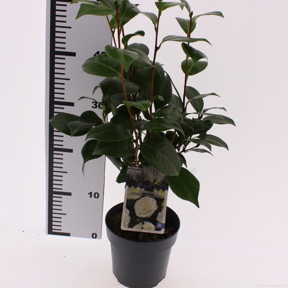 Camellia jap. 'Dalhonega'