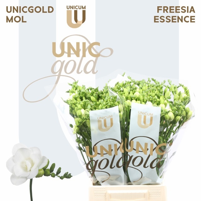 Freesia Double Essence 50cm 20gram