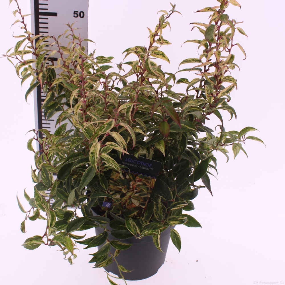 Picture of Leucothoe fontanesiana 'Makiejaz'