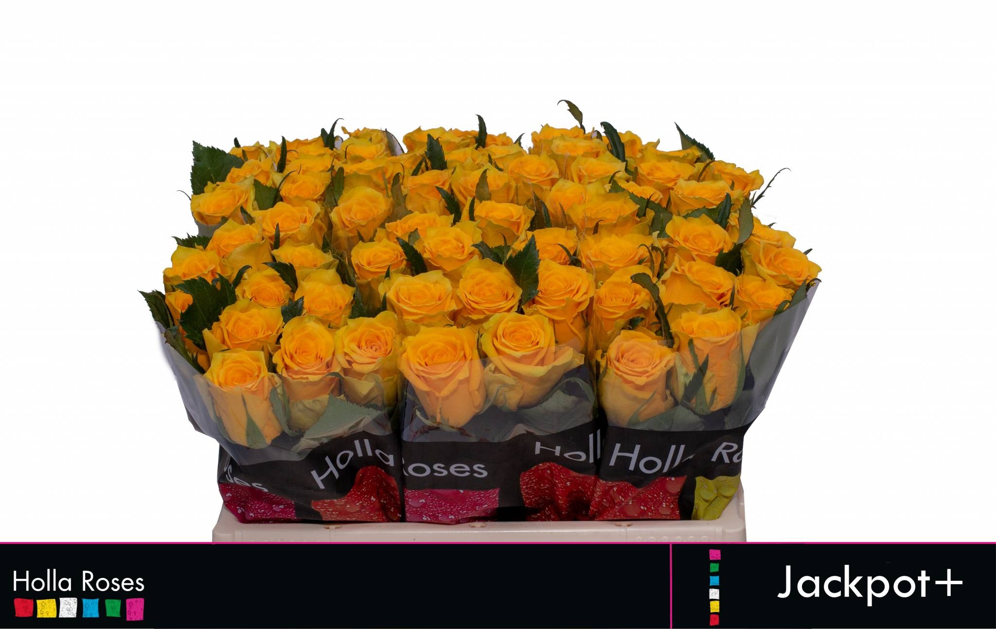 Rosa Jackpot+ 35cm