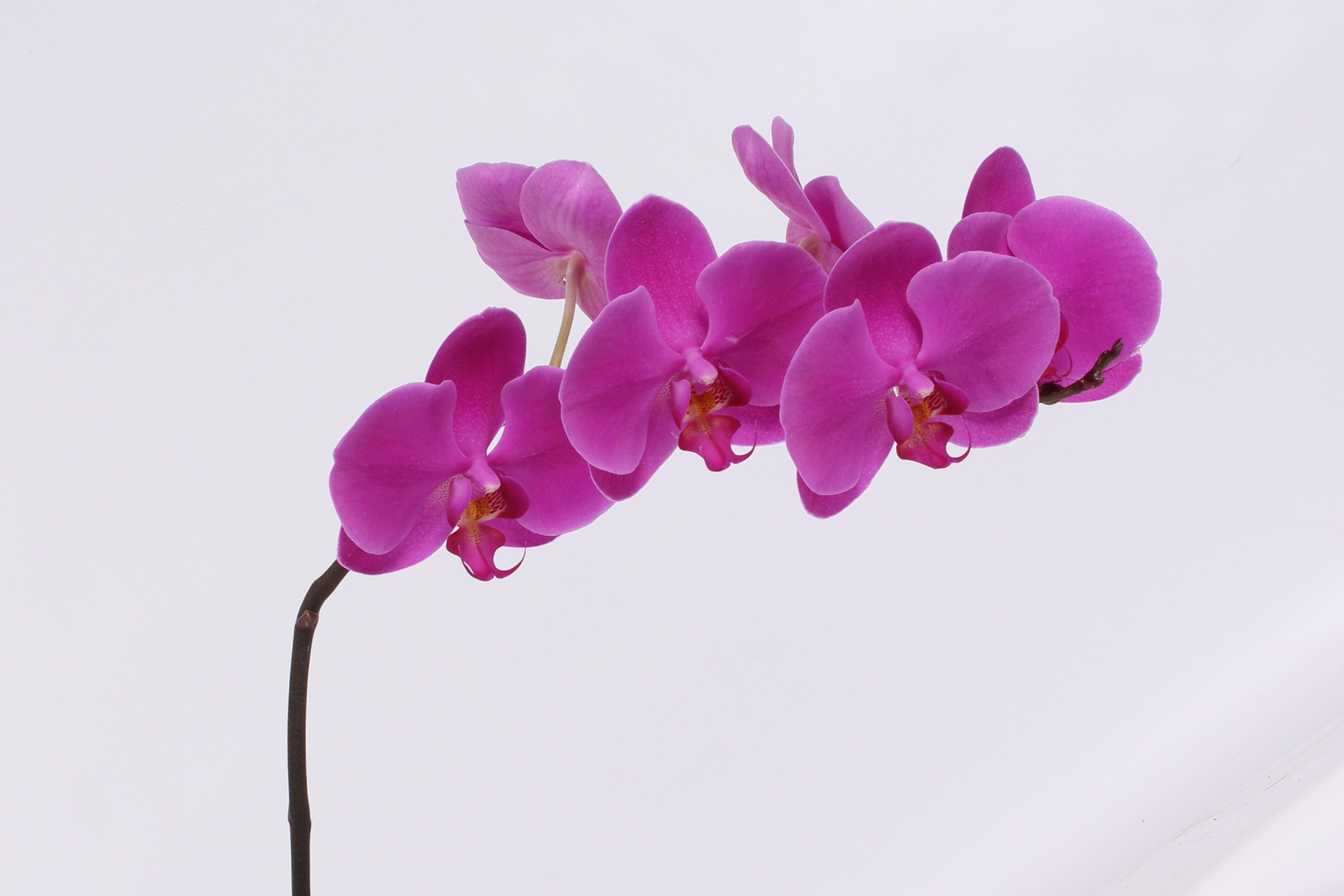 Phal T An Chiangmai
