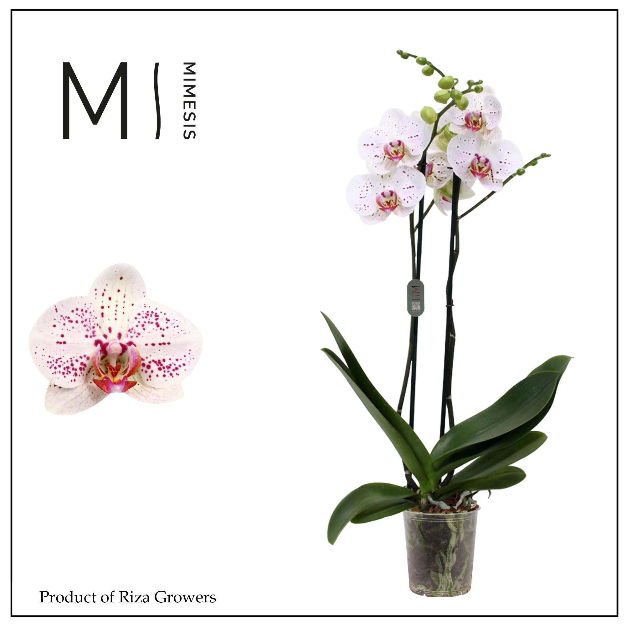 Phal Goya 2 Tak 12Ø 70cm