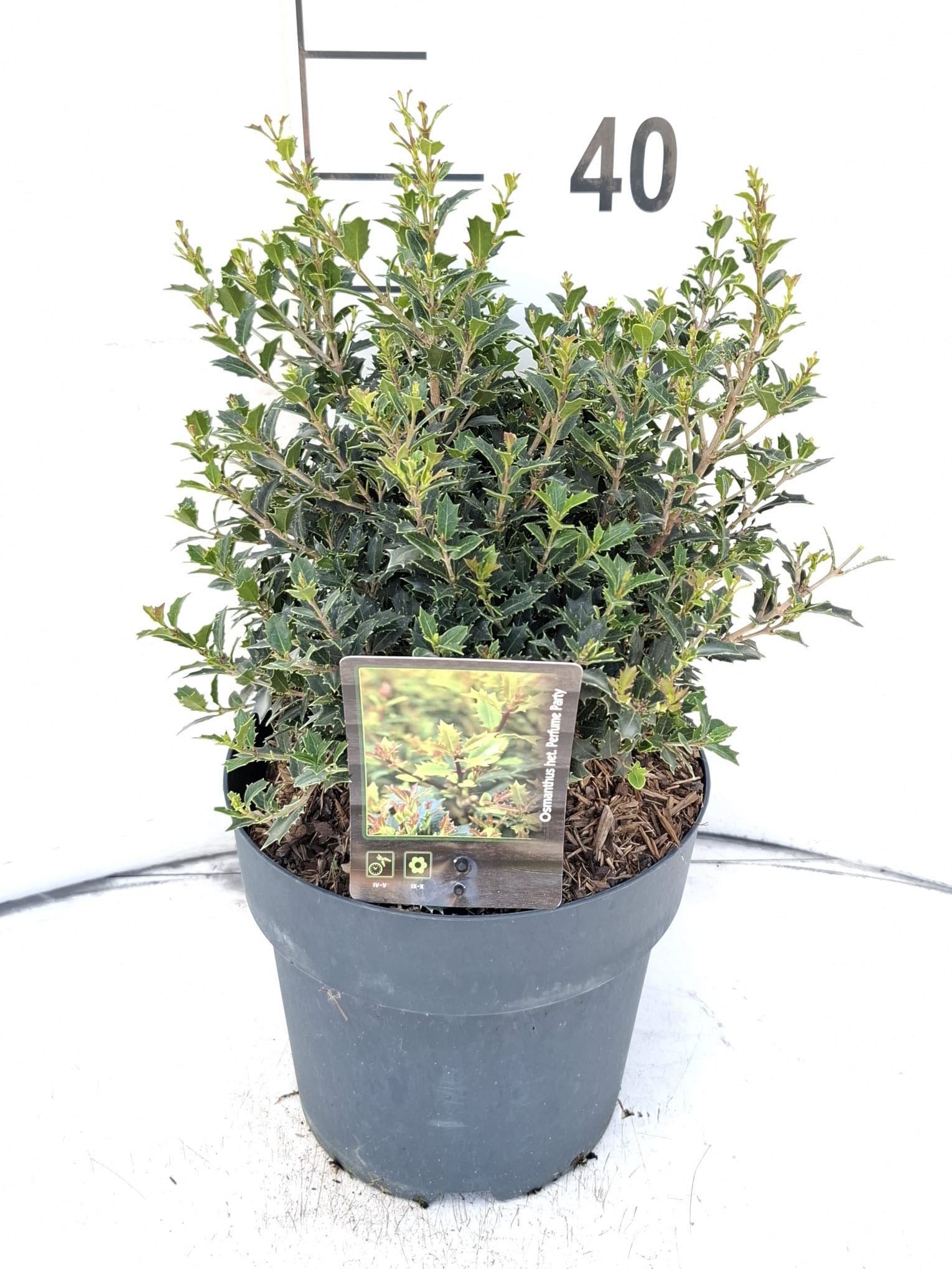 Osmanthus heter.'Perfume Party'