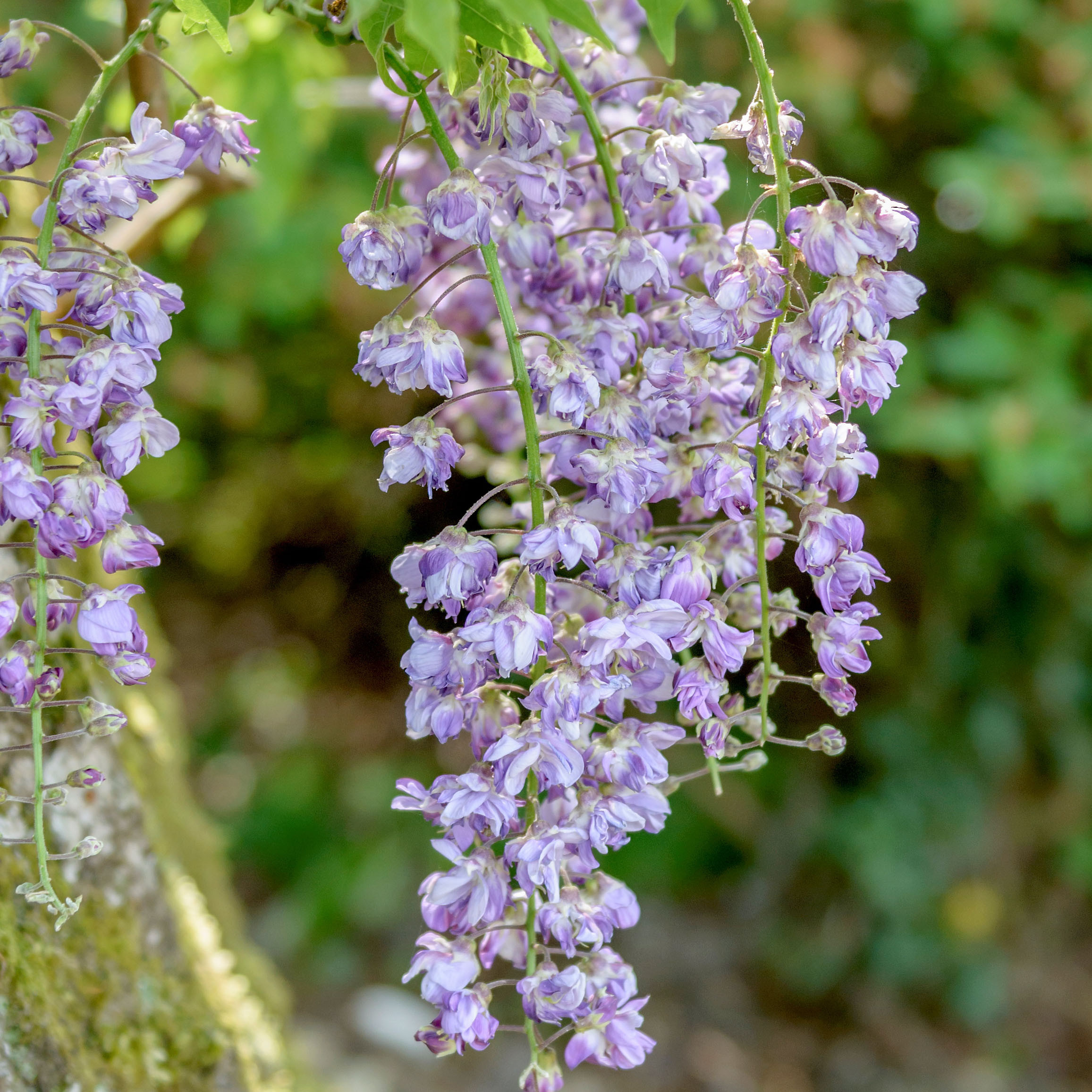 Wisteria floribunda 'Violacea Plena'