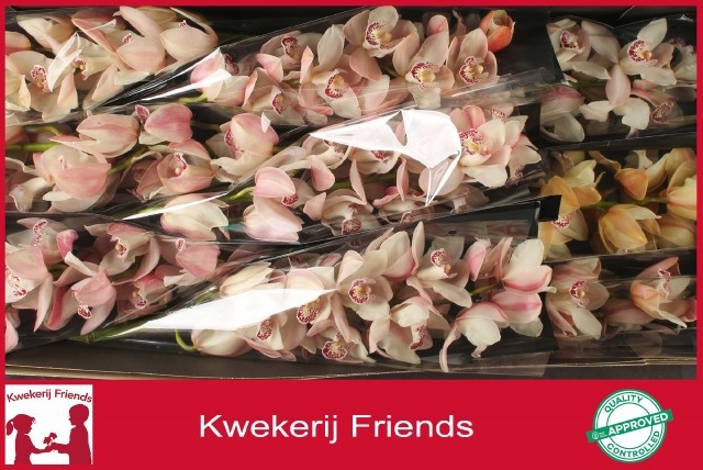 Cymbidium Summer Magic Pink 8/11bl