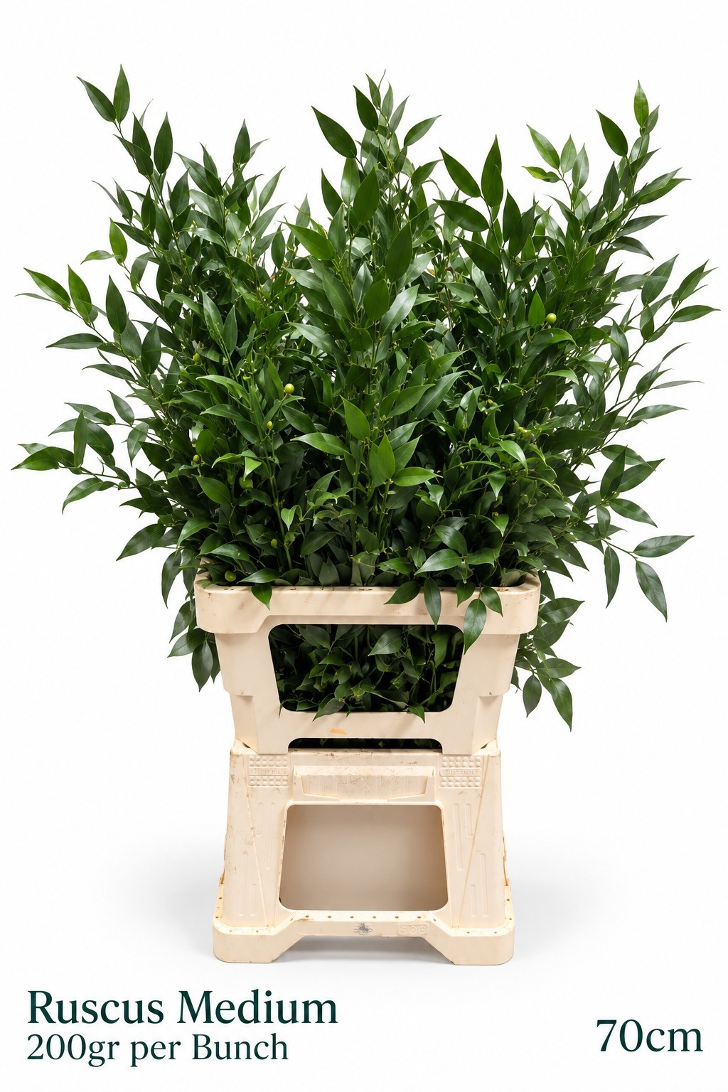 Ruscus Aculeatus Bs 75L.cm 200gram