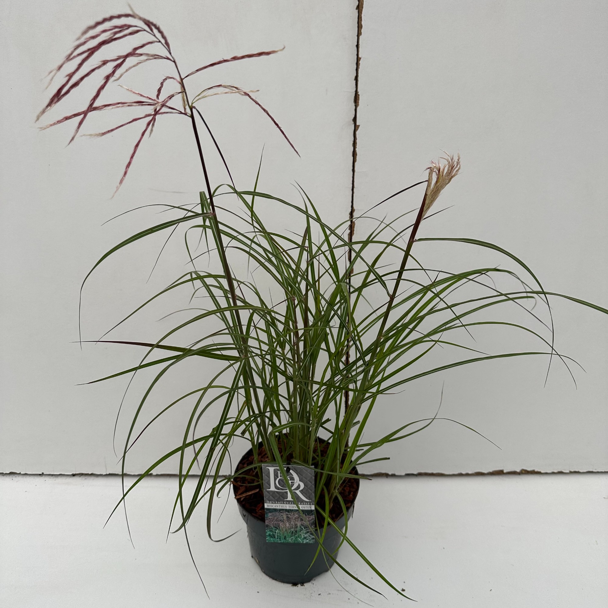 Picture of Miscanthus Ferner Osten P19 (3 Ltr)