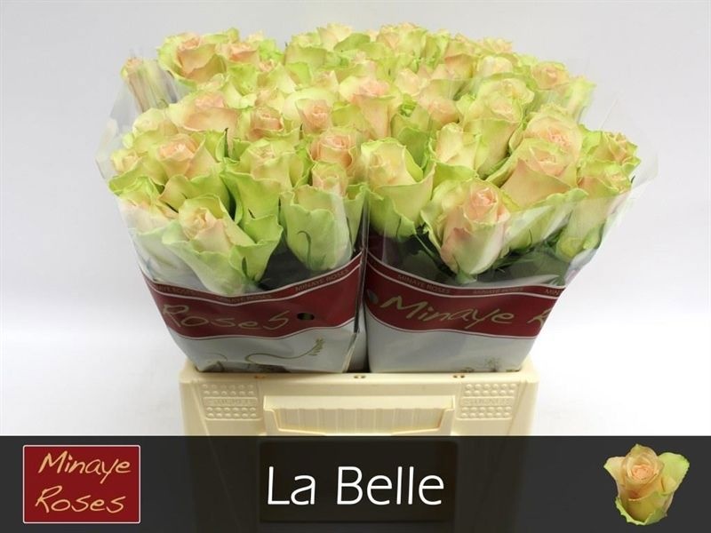 Rosa La Belle 40cm