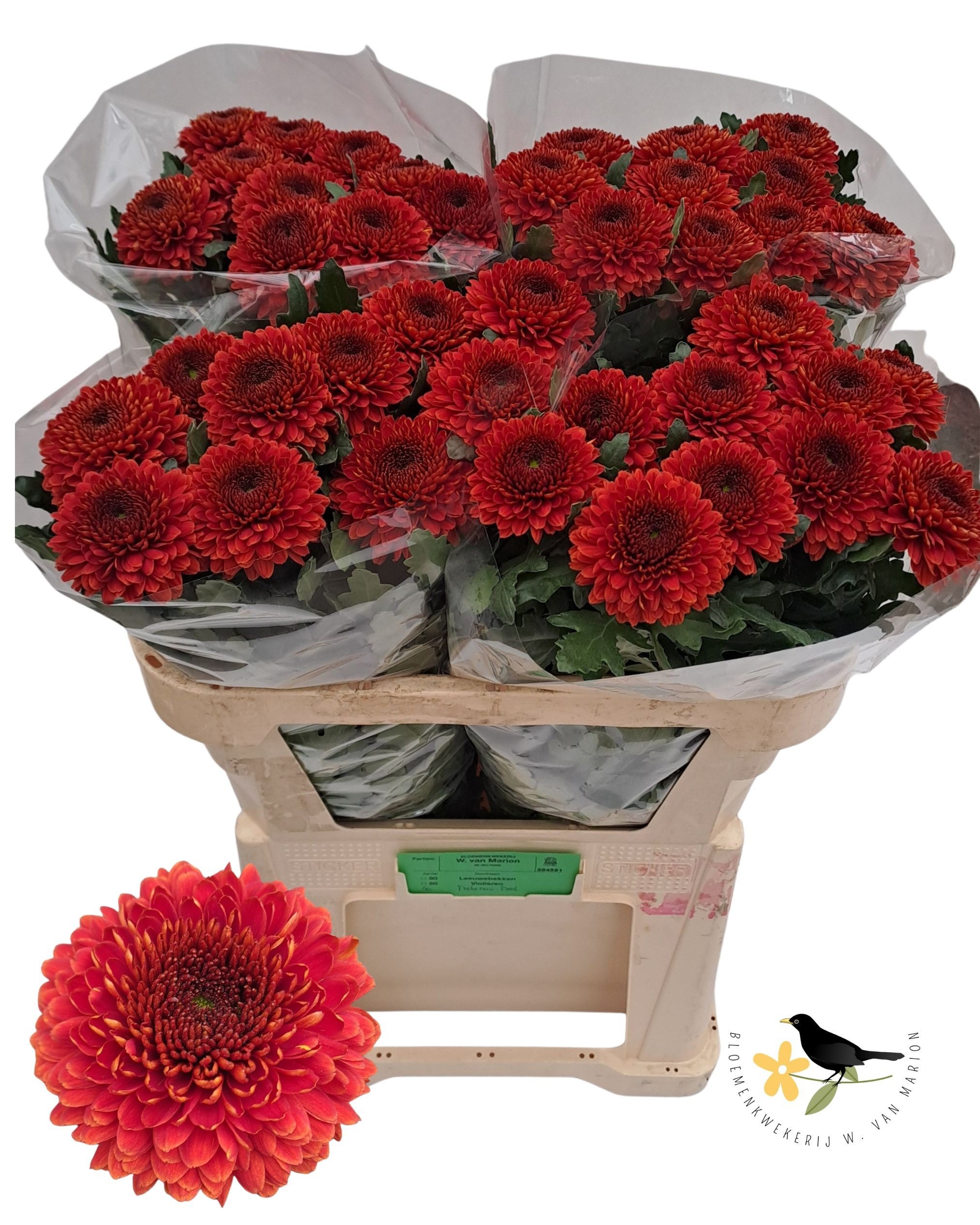 Chrys Single Paladov Dark 70cm 60gram