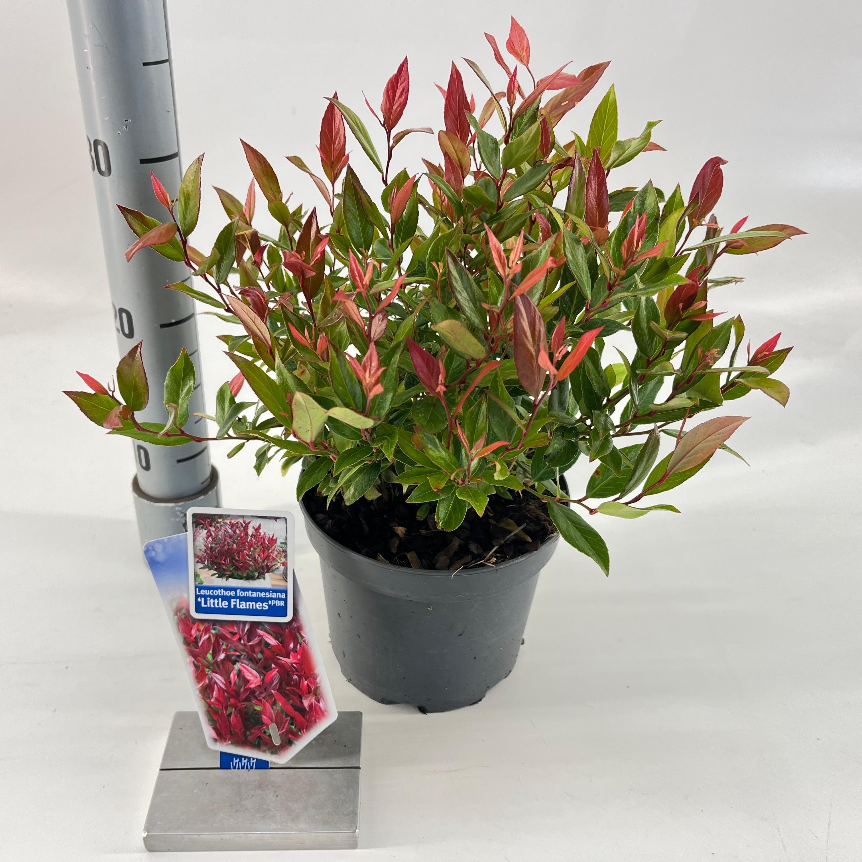 Picture of Leucothoe 'Little Flames' PBR
