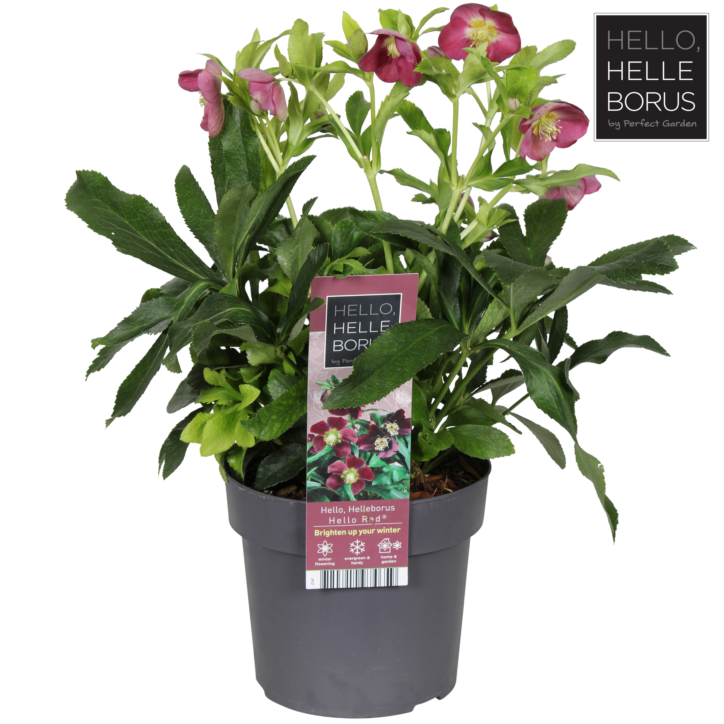 Picture of Helleborus orientalis Hello Red P17 (2 Ltr)