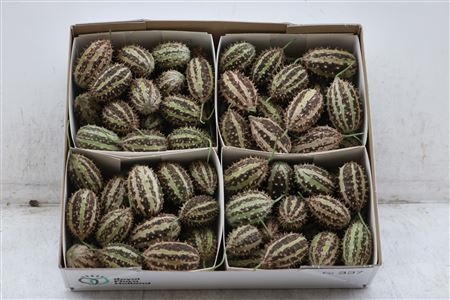 Cucumis Hirsutus
