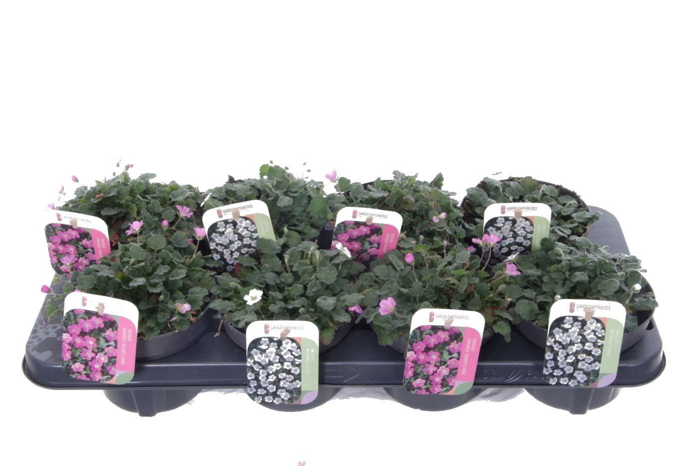 Erodium reichardii mixtray
