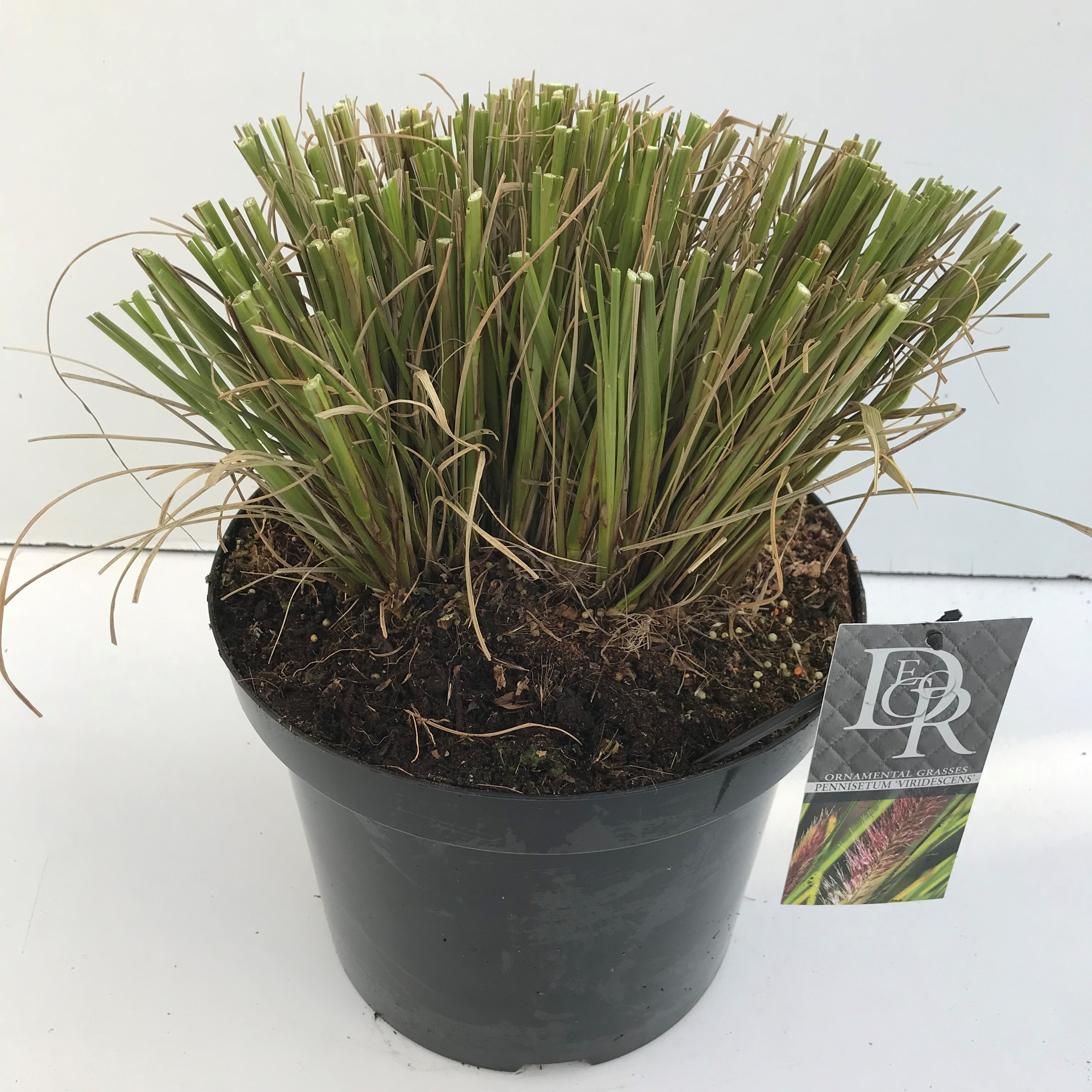 Picture of Pennisetum Viridescens P29 (10 Ltr) (LOOSE)