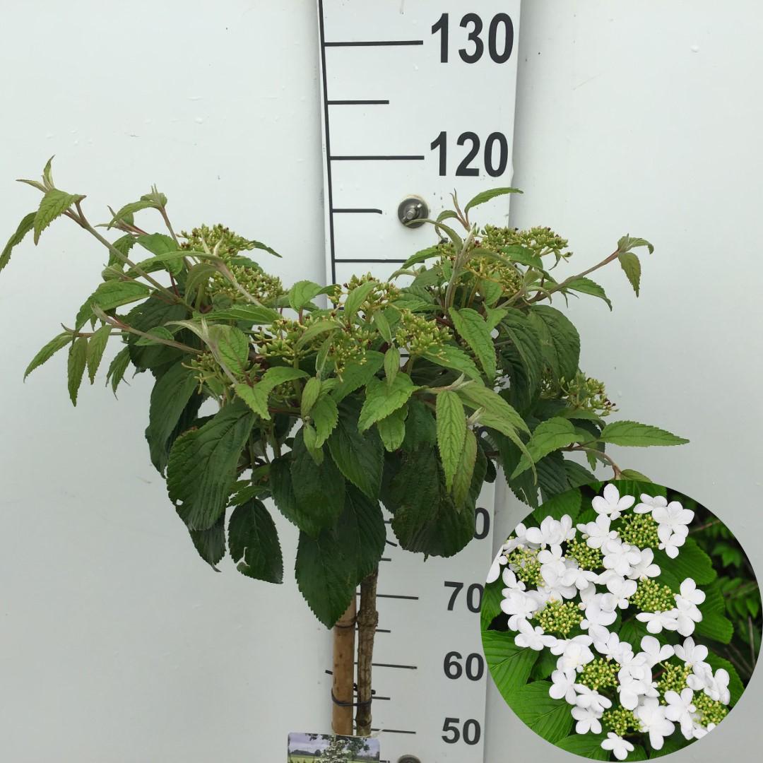 Picture of Viburnum plicatum Kilimandjaro P26 (7.5 Ltr) 90/STD