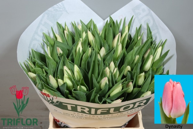 Tulipa Dynasty 43cm 38gram
