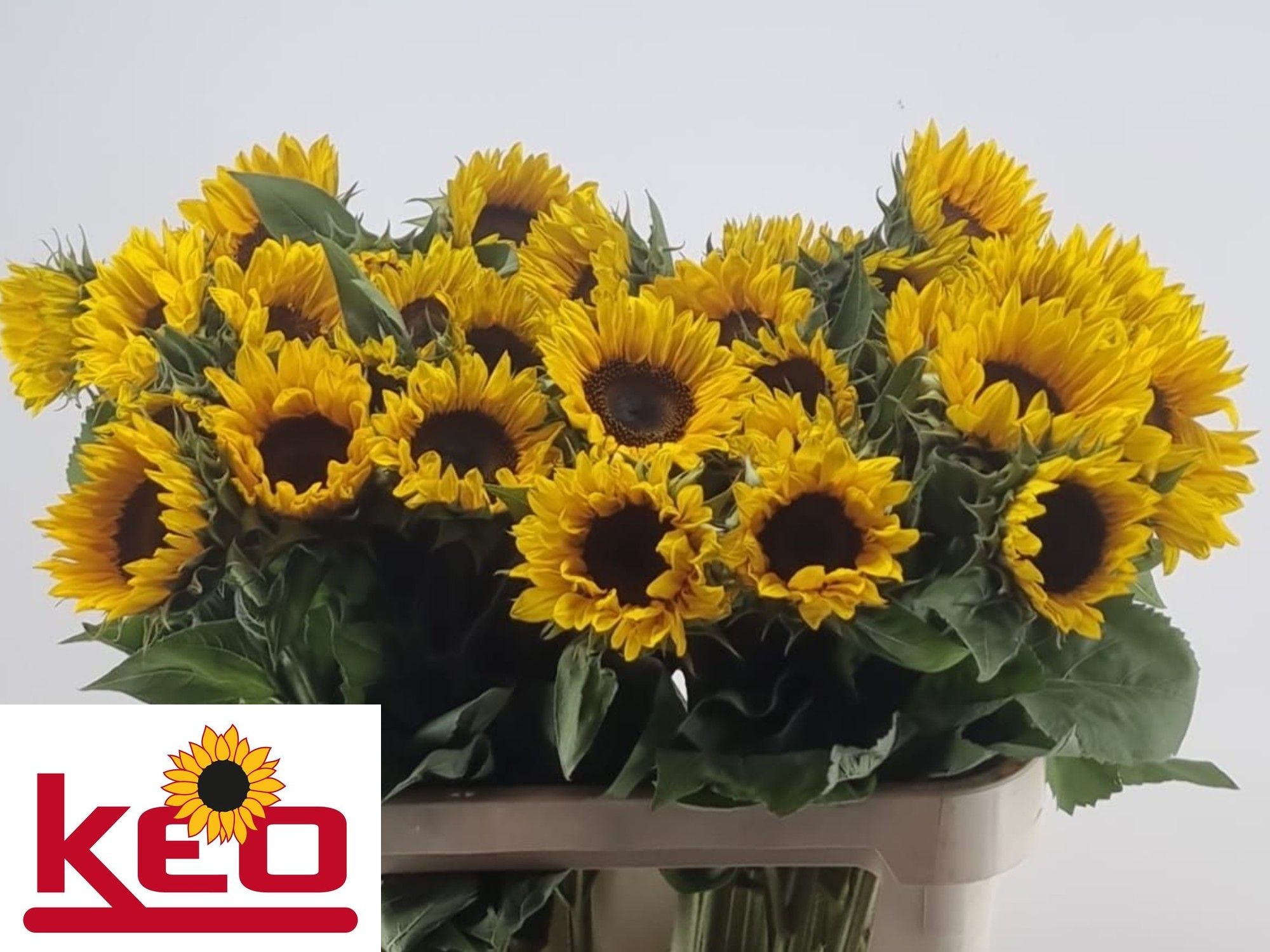 Helianthus Sunrich Or 80cm