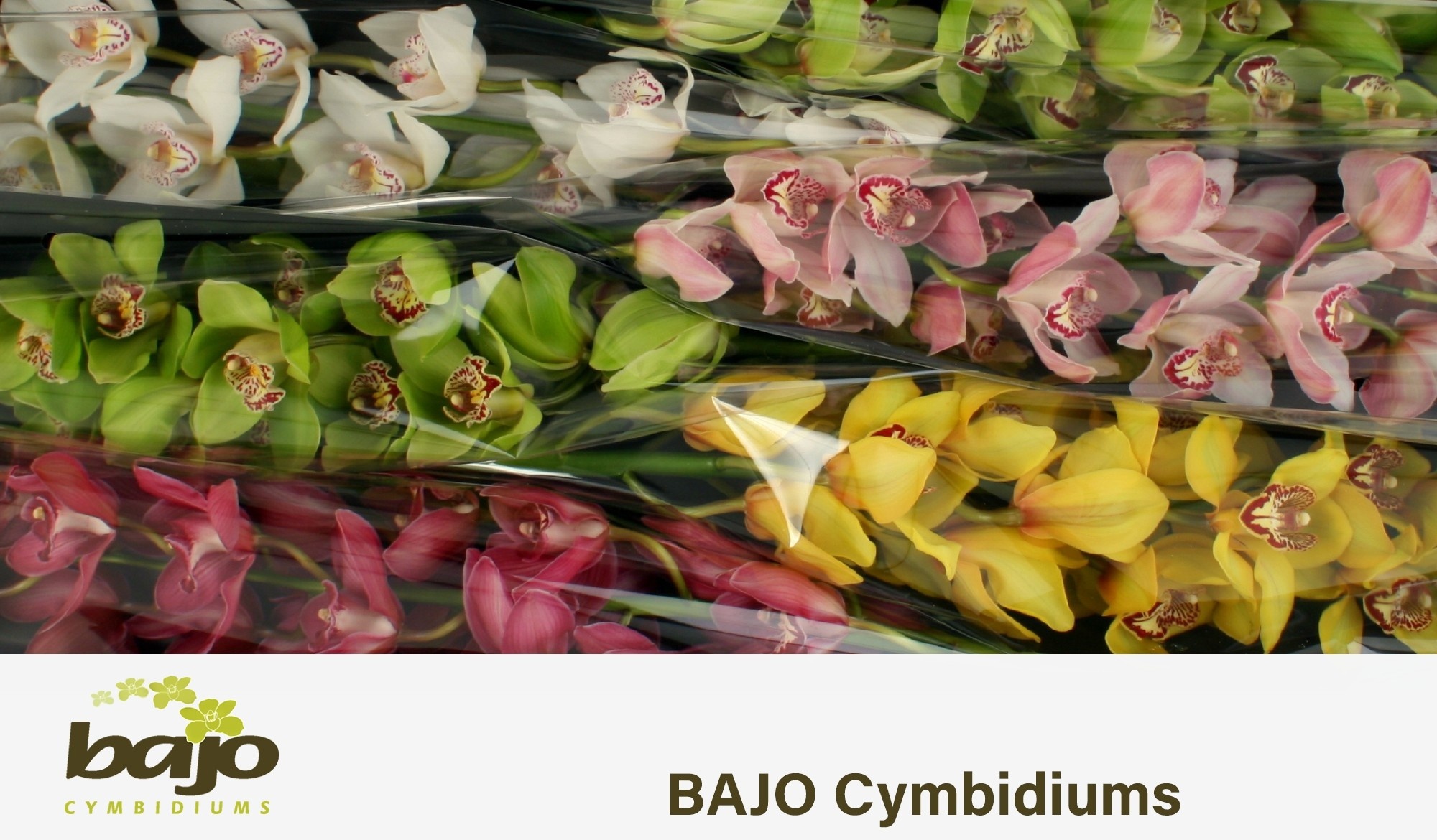 Cymbidium Asst 13bl
