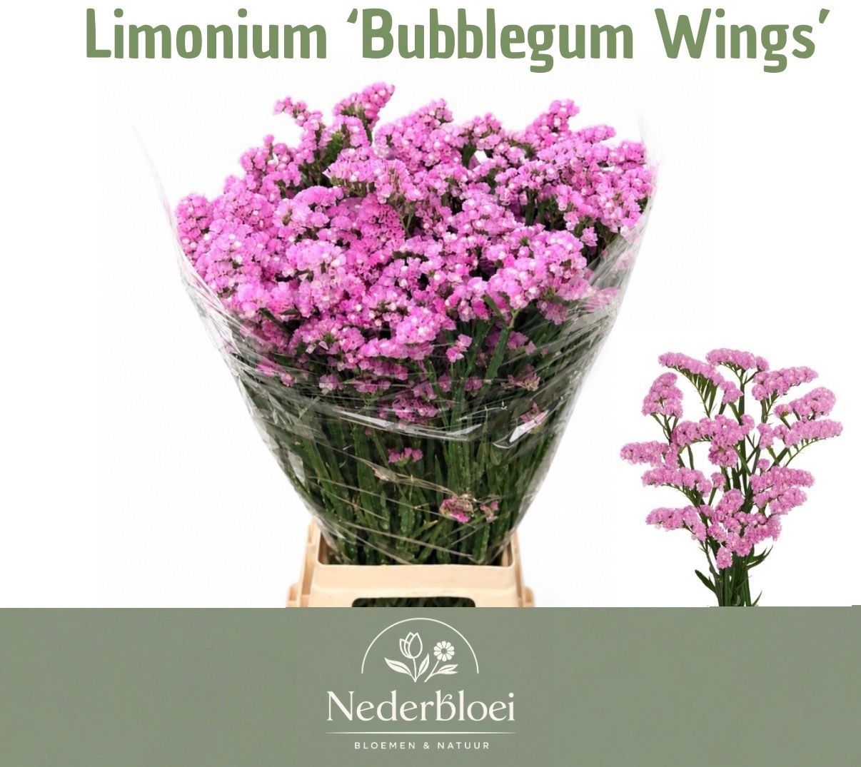 Lim S Bubblegu Wings