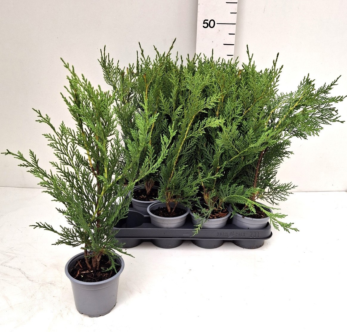 Cupressocyparis leylandii