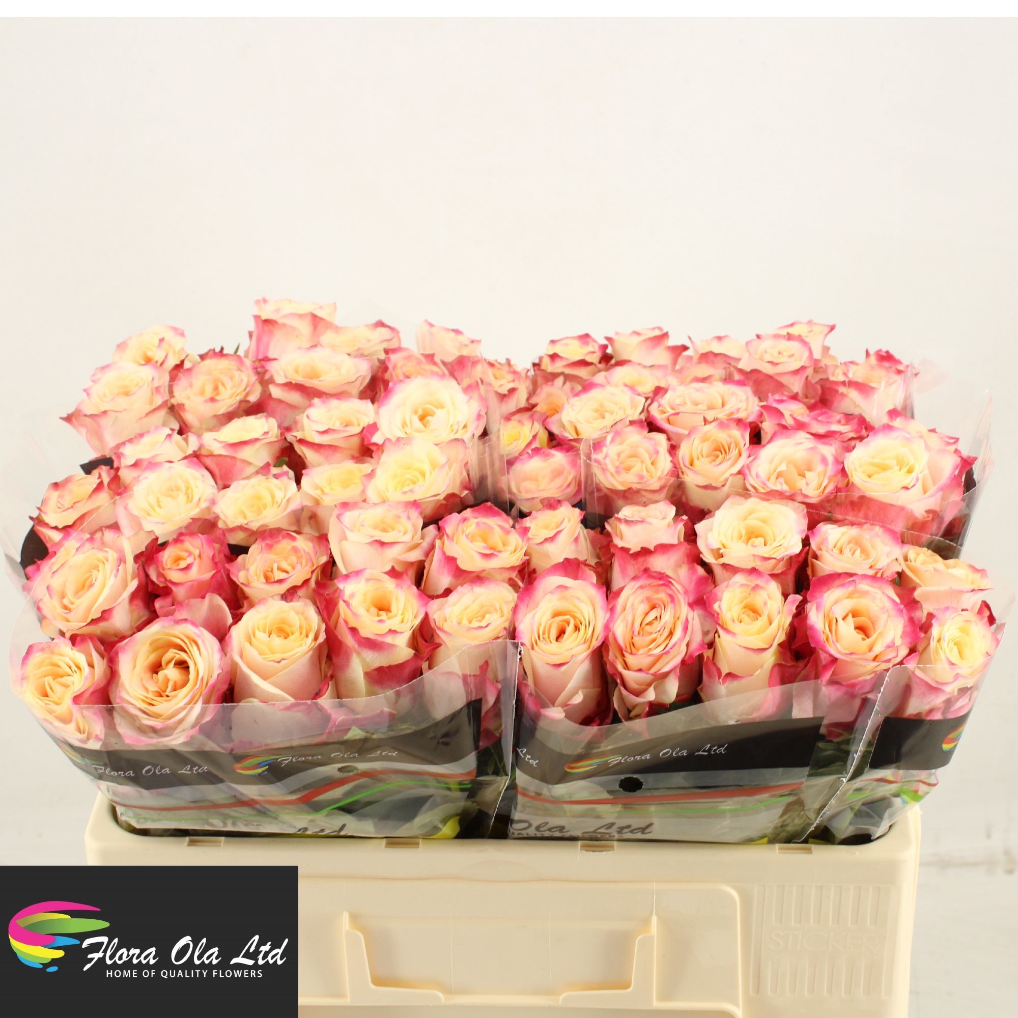 Rosa Chapeau 50cm