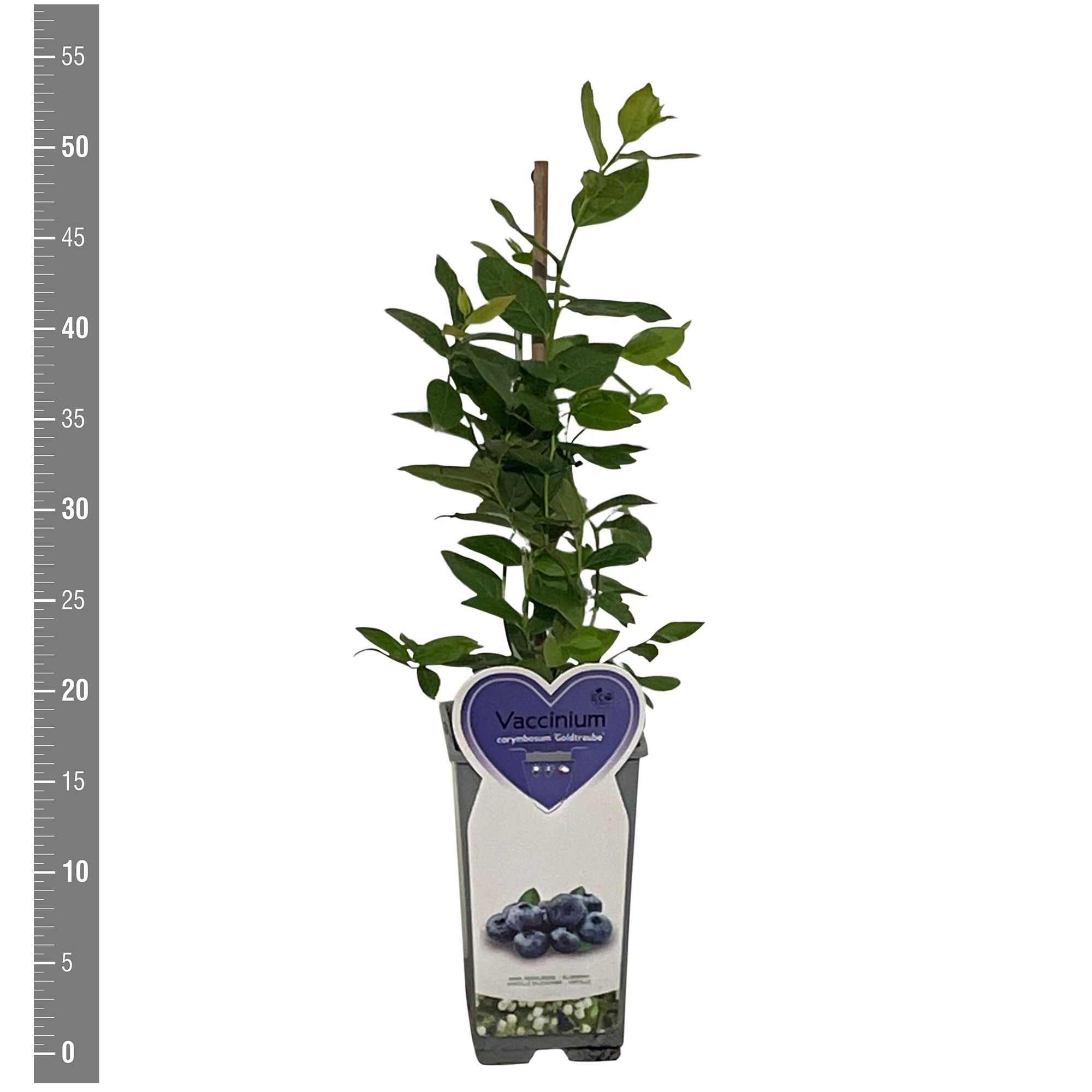 Vaccinium Kleinfruit Vaccinium c. Goldtraube 2 liter (blauwe bes)