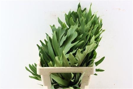 Monstera Xanadu 80cm