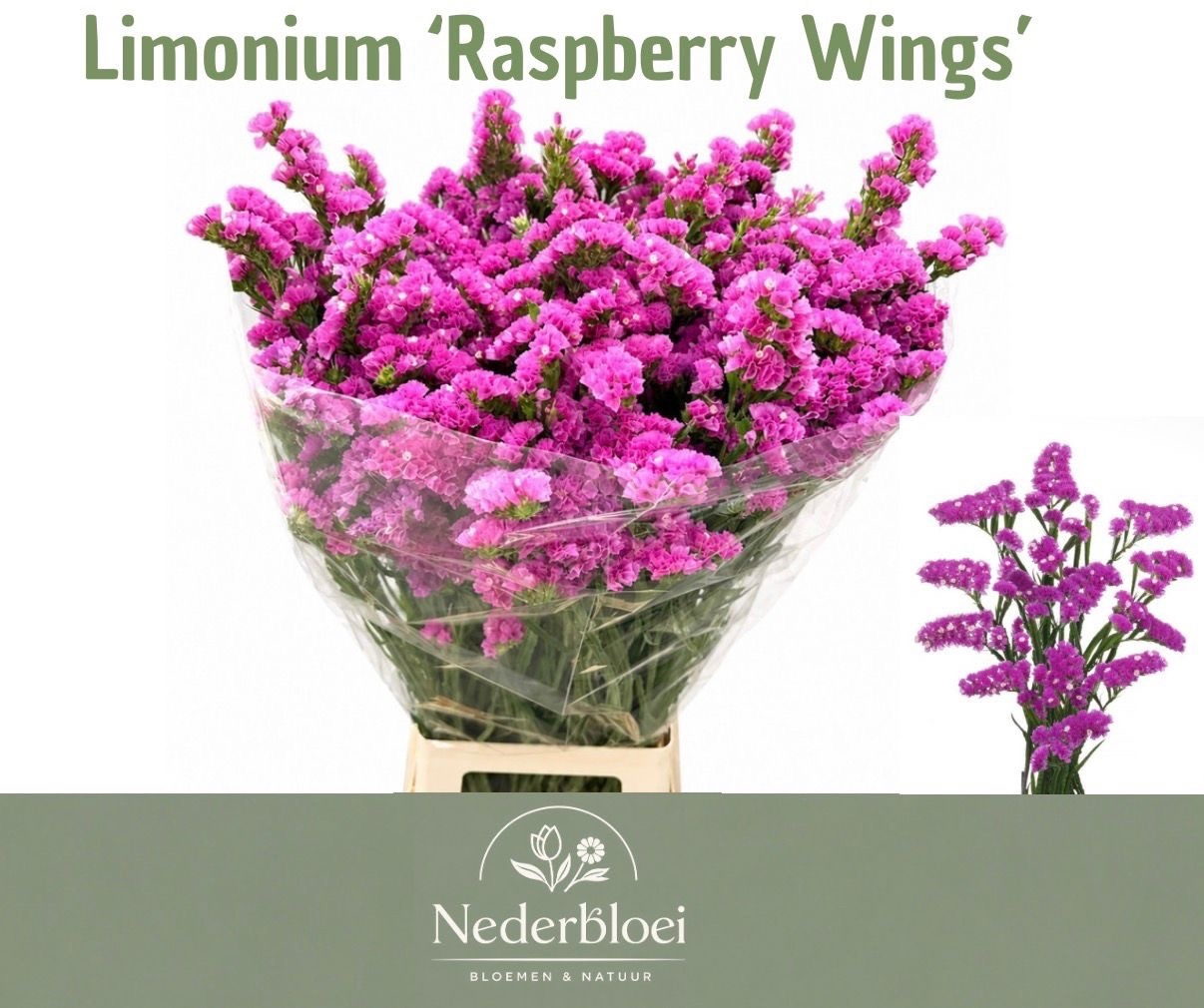 Limonium St Raspberry Wings 70cm 60gram