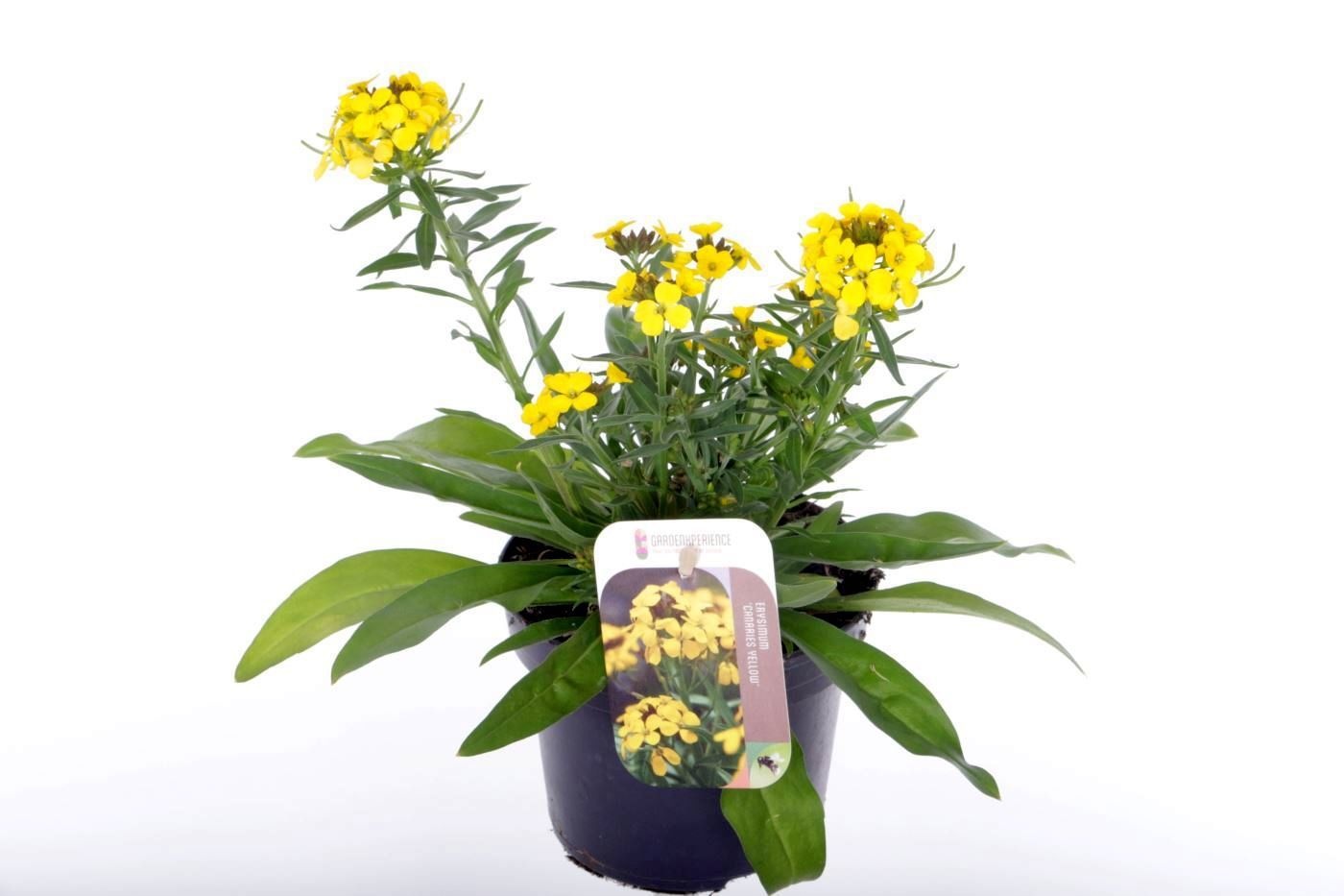 Erysimum 'Canaries Yellow'