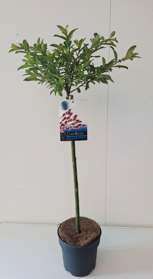 Salix Mount Aso stam p19 Bkoe