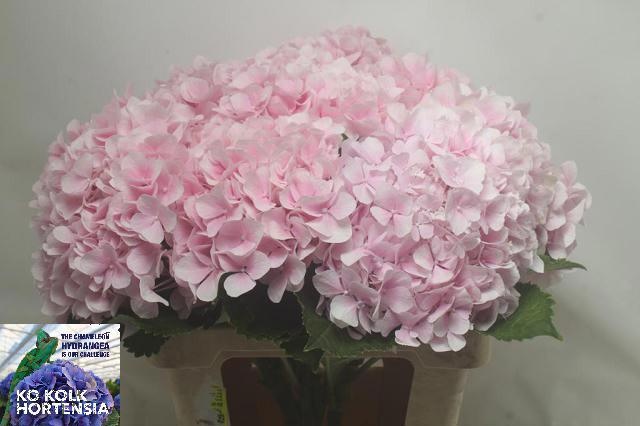 Hydrangea Verena Pink 60cm 19Ø