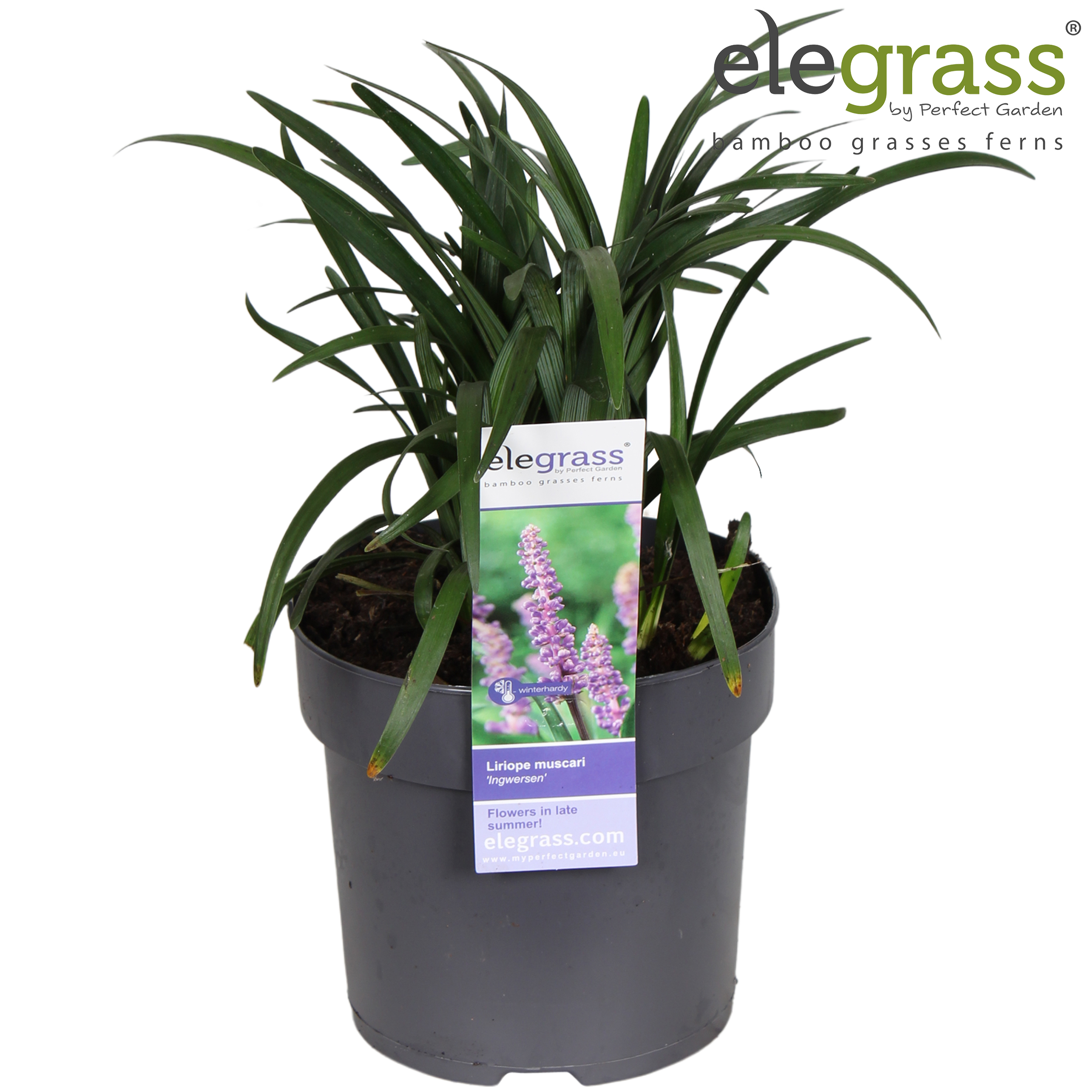 Picture of Liriope muscari Ingwersen P14