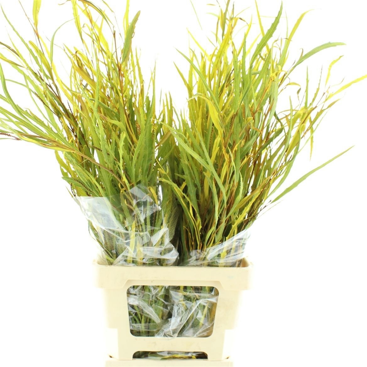 Decoration Greens Painted 70cm 200gram