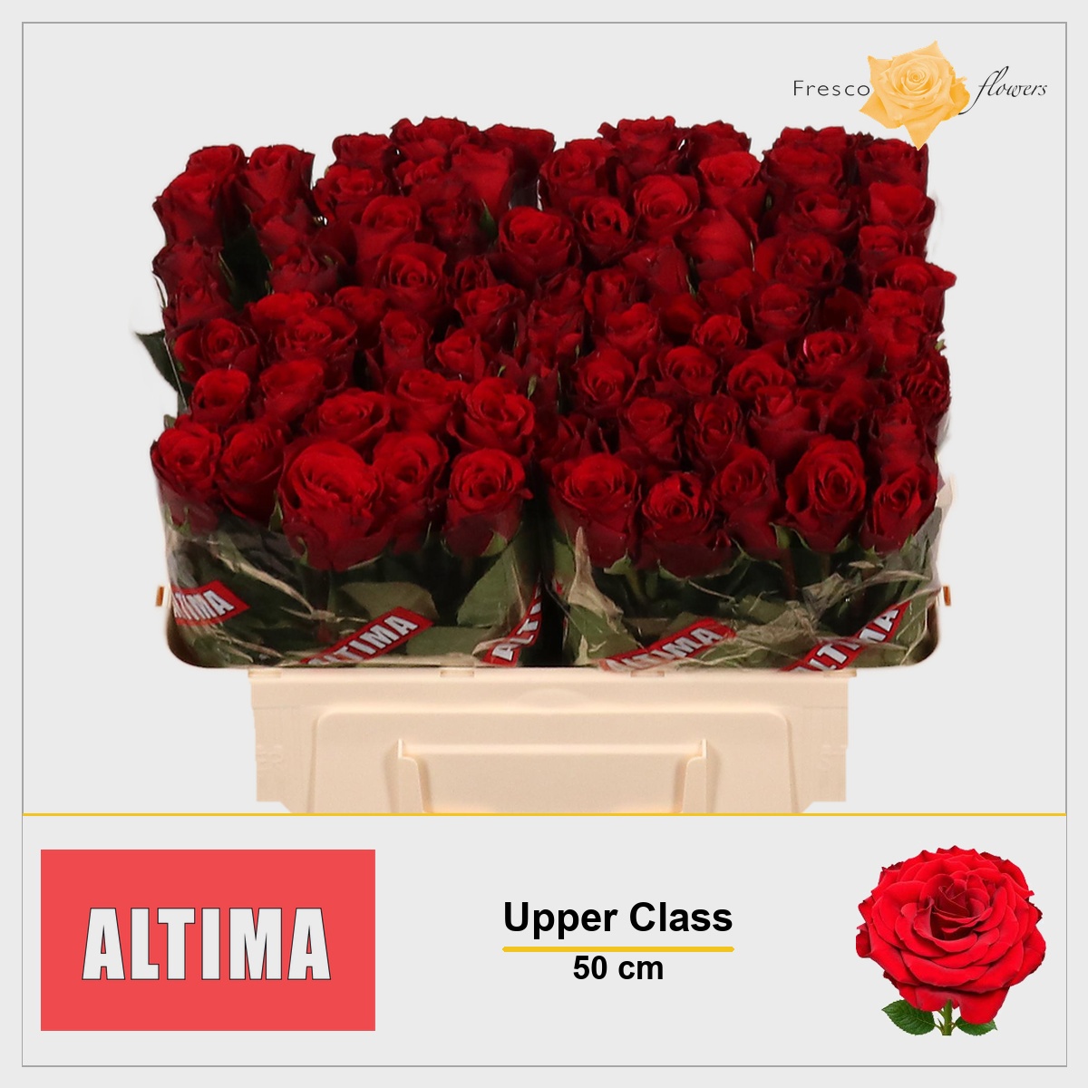 Rosa Upper Class 50cm