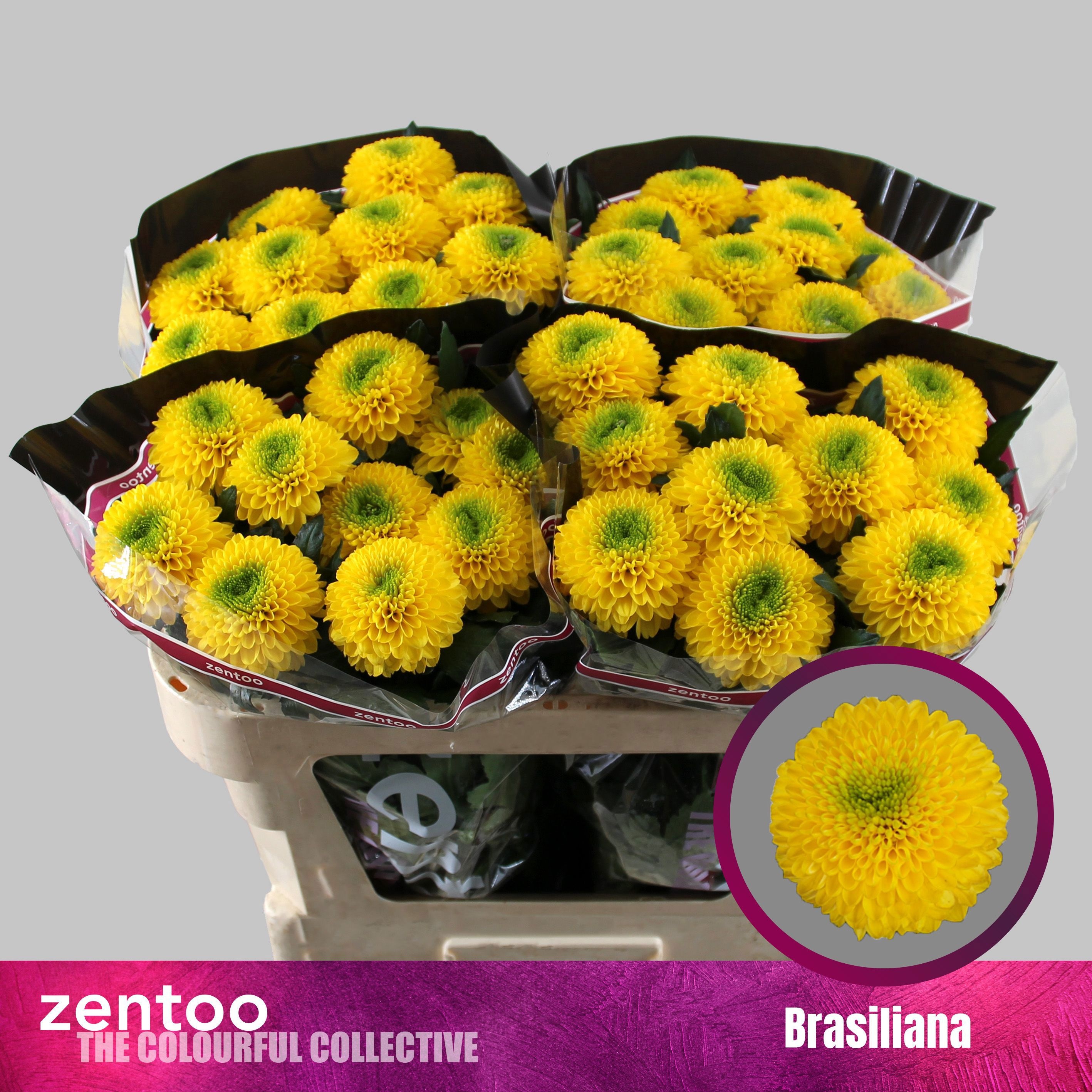 Chrys Single Brasiliana 70cm 85gram