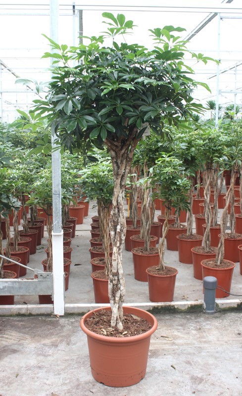 Schefflera arboricola 'Compacta'