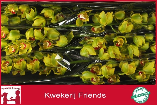 Cymbidium Apple Jack 12/15bl