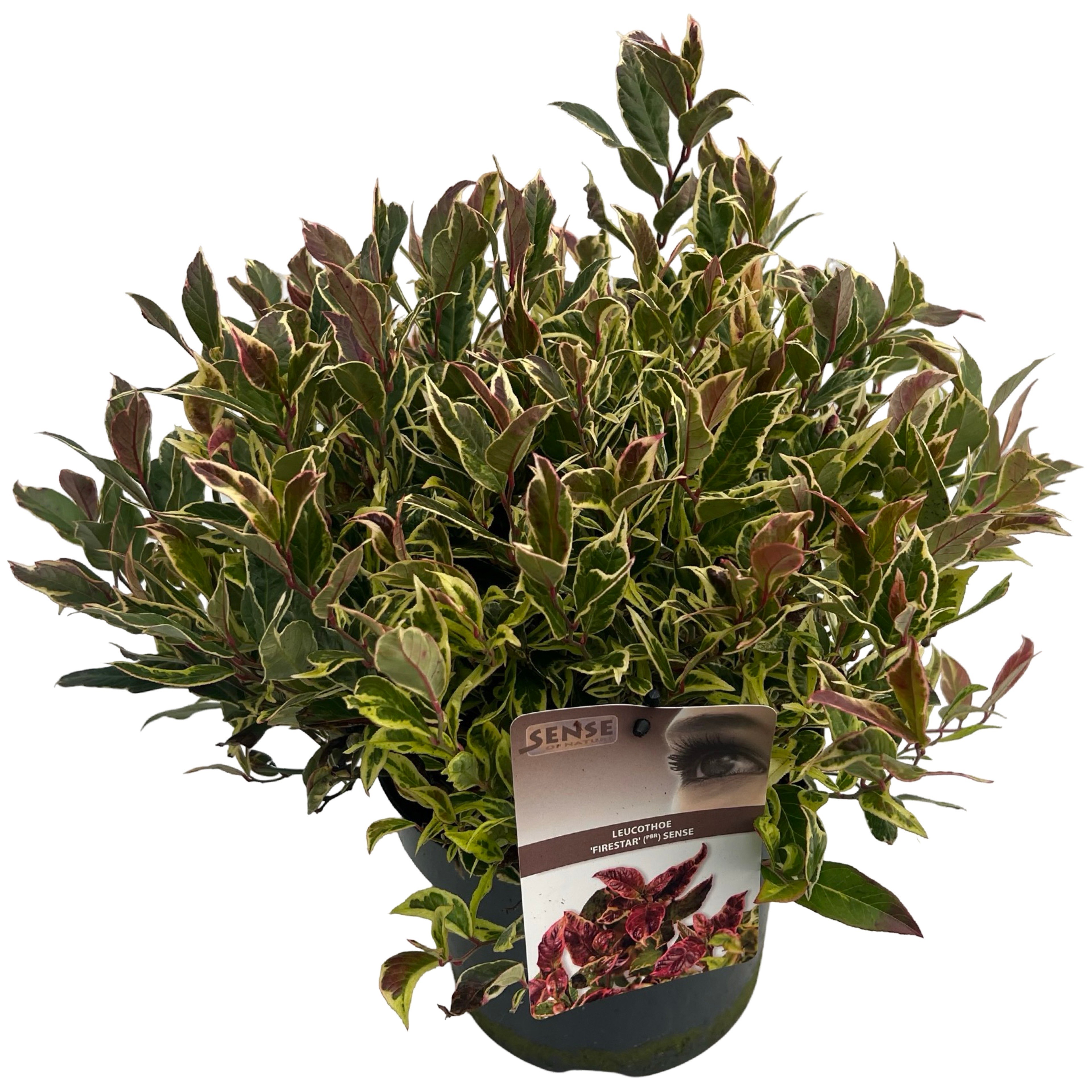 Picture of Leucothoe Fire Star ® sense P23 (5 Ltr)