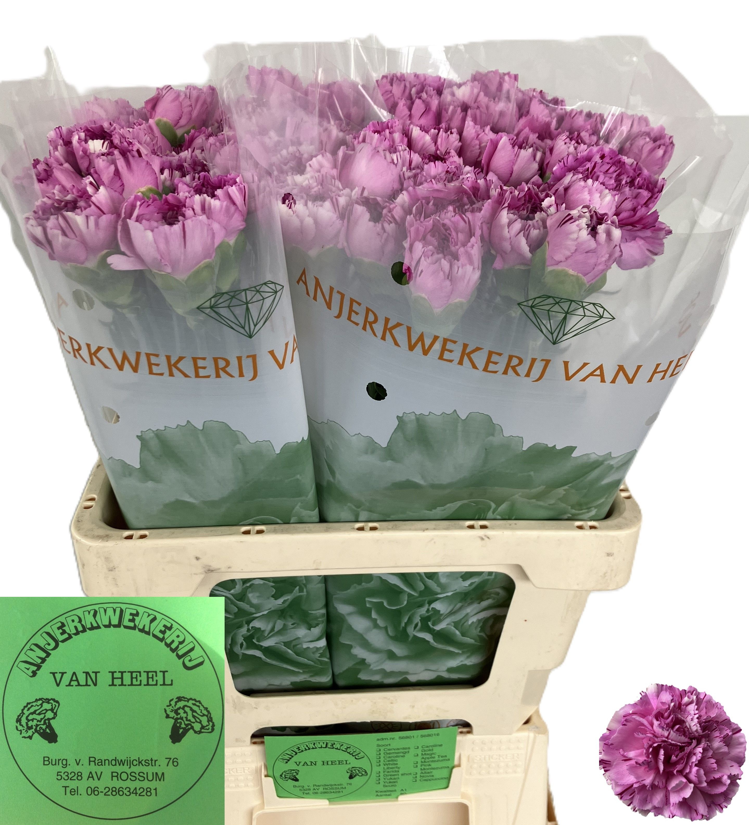 Dianthus St Scuro 60cm