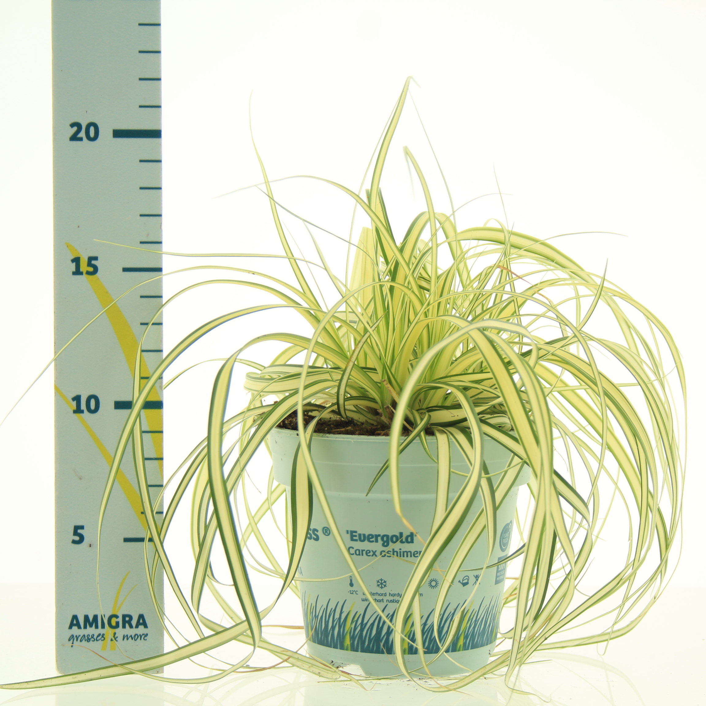 Picture of Carex oshimensis 'Evergold'