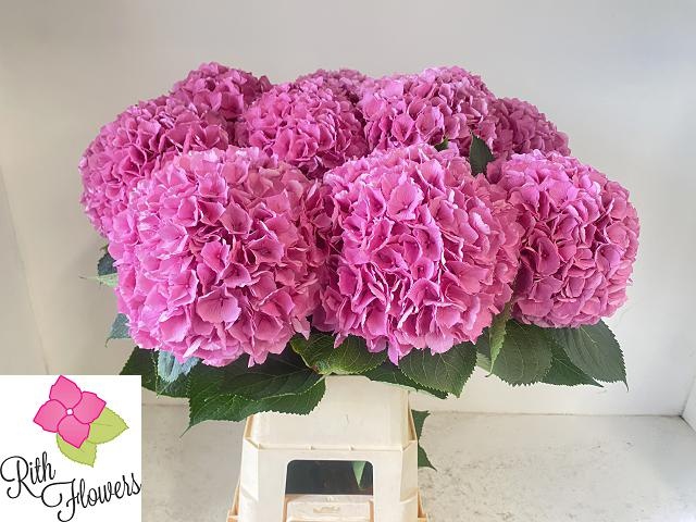 Hydrangea Royal Salute 90cm 25Ø
