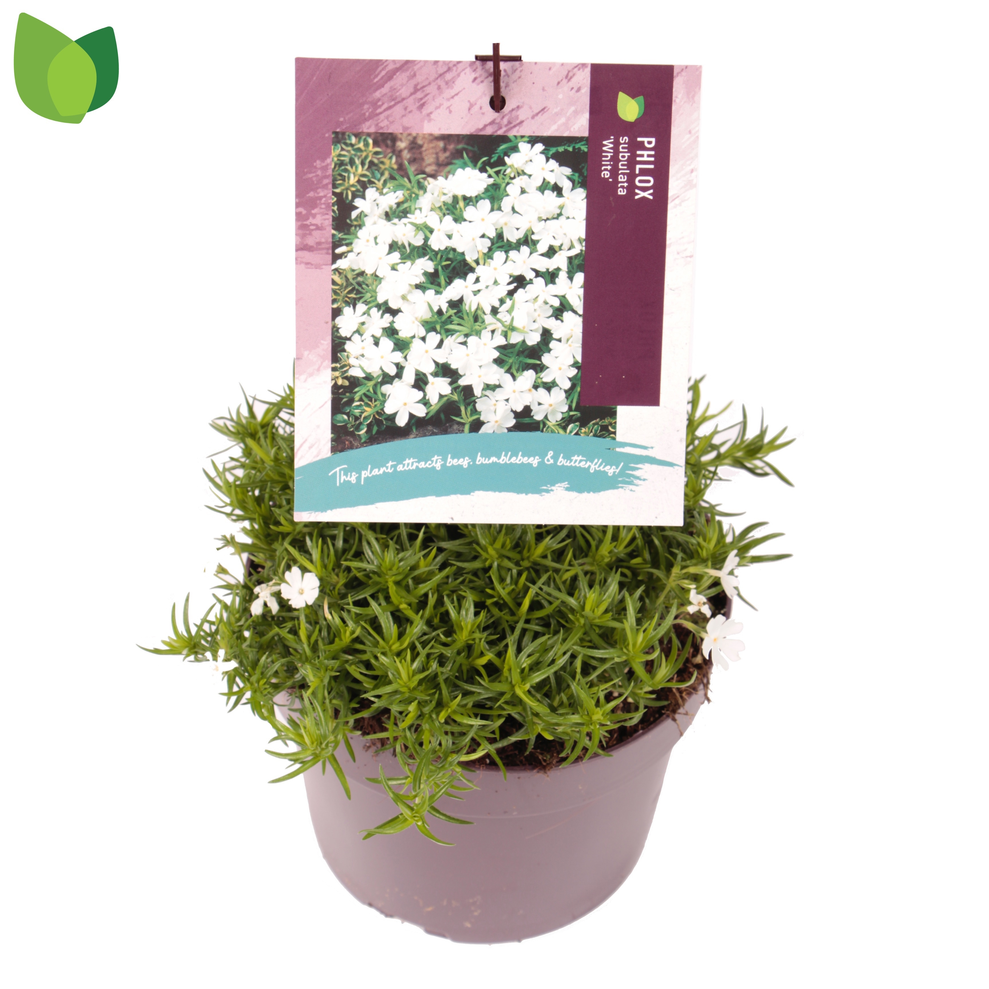 Phlox subulata Fabulous White ('Florphfawh')
