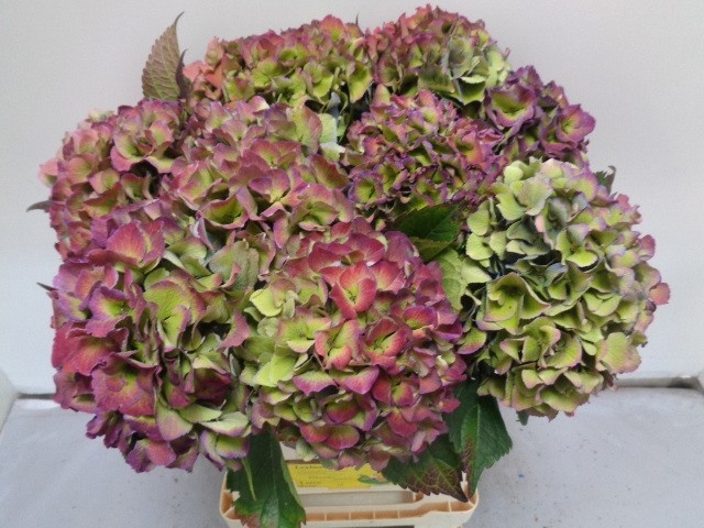 Hydrangea Royal Love Classic Blue 60cm 15Ø