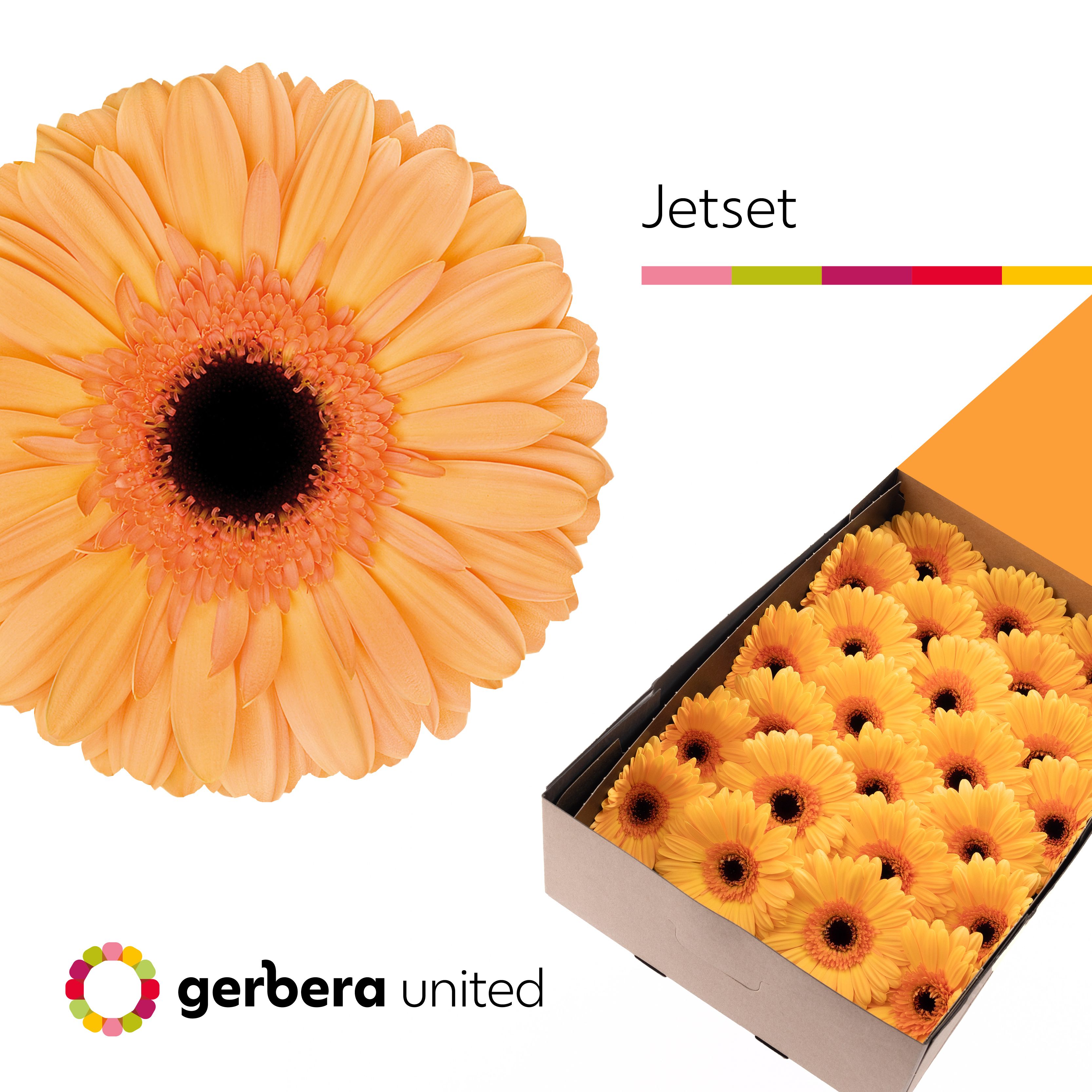 Gerbera Jetset